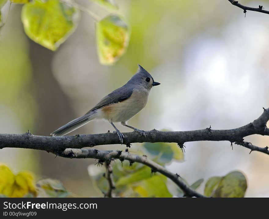 Titmouse