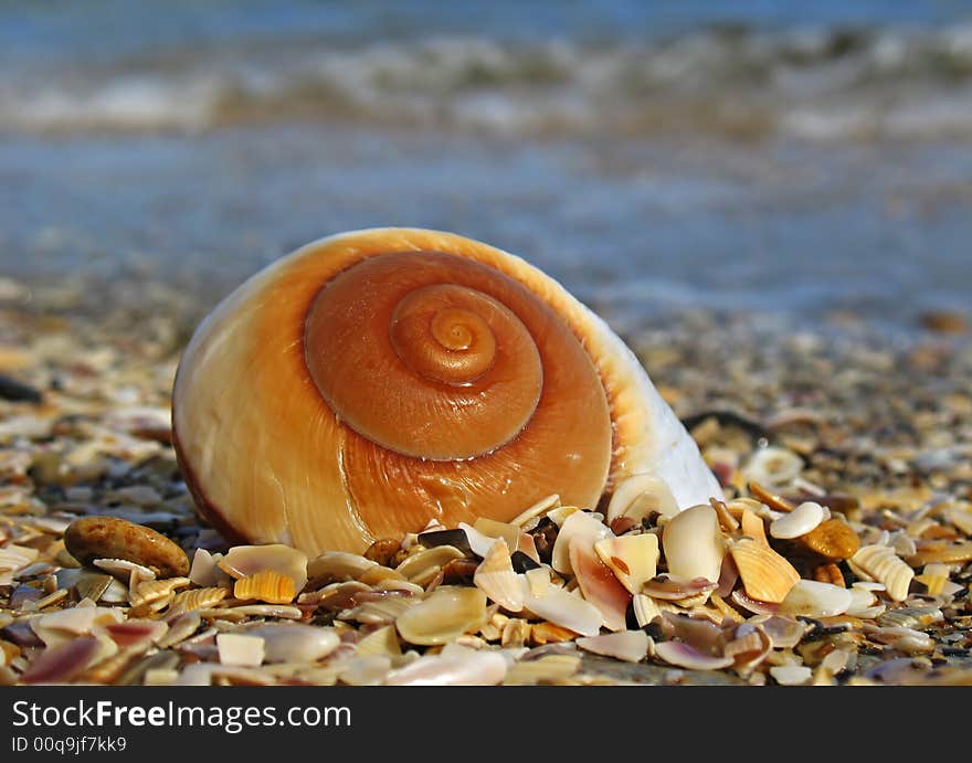 Shell on the beach