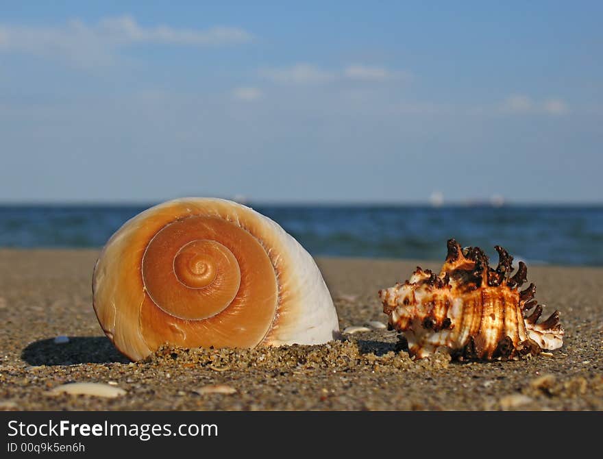 Shell on the beach