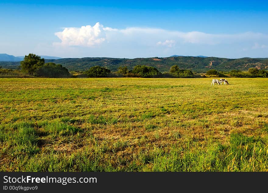 Prairie landscape with two cows in the distance