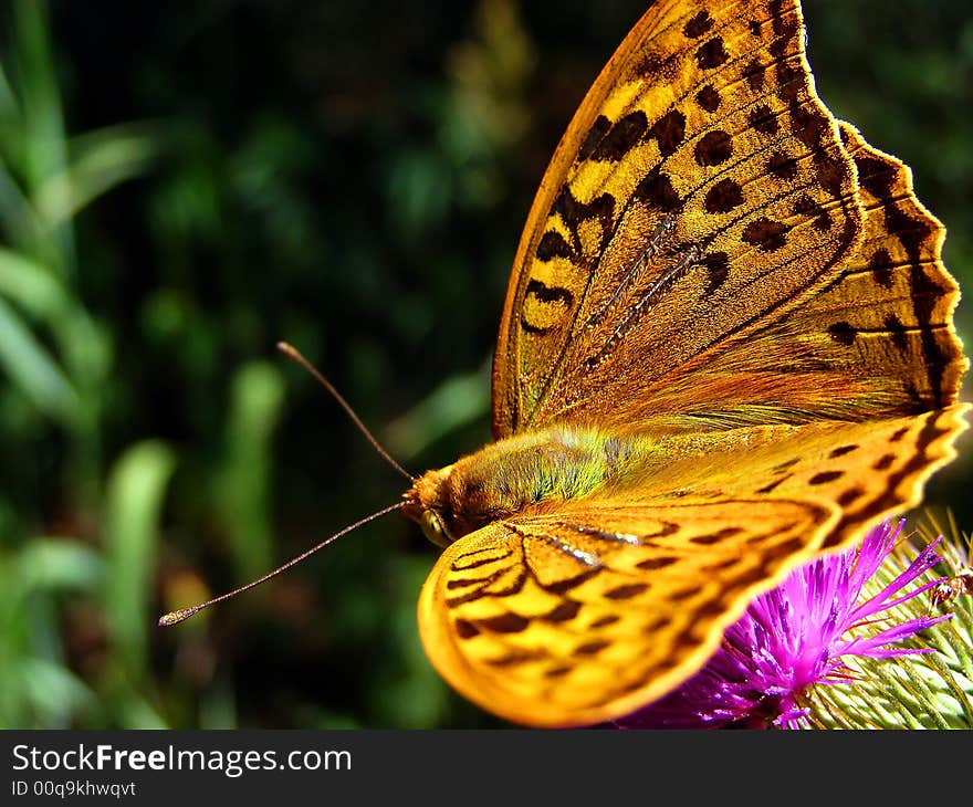 Pretty Yellow Butterfly on the Thistle Flower