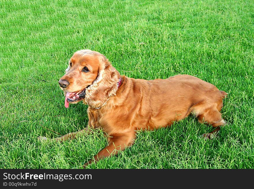 Happy dog playing with a friend