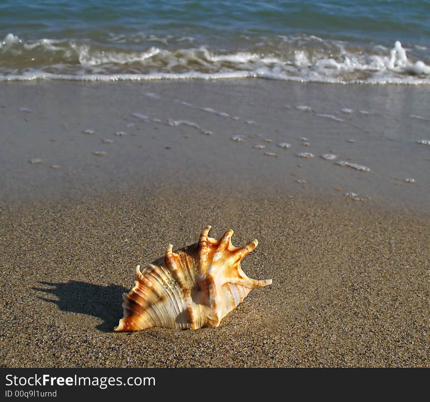 Shell on the beach