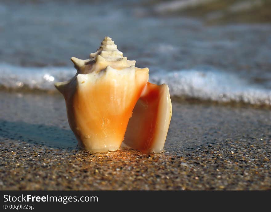 Shell on the beach