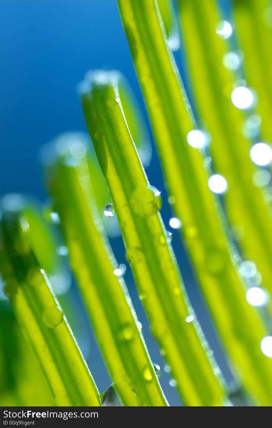 Closeup photography of a leave. Closeup photography of a leave