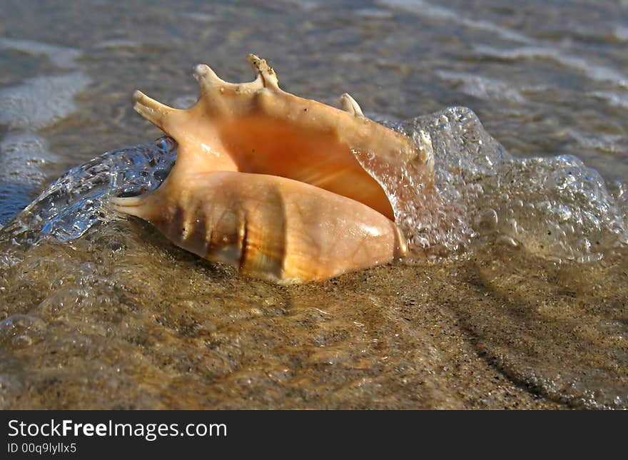 Shell On The Beach