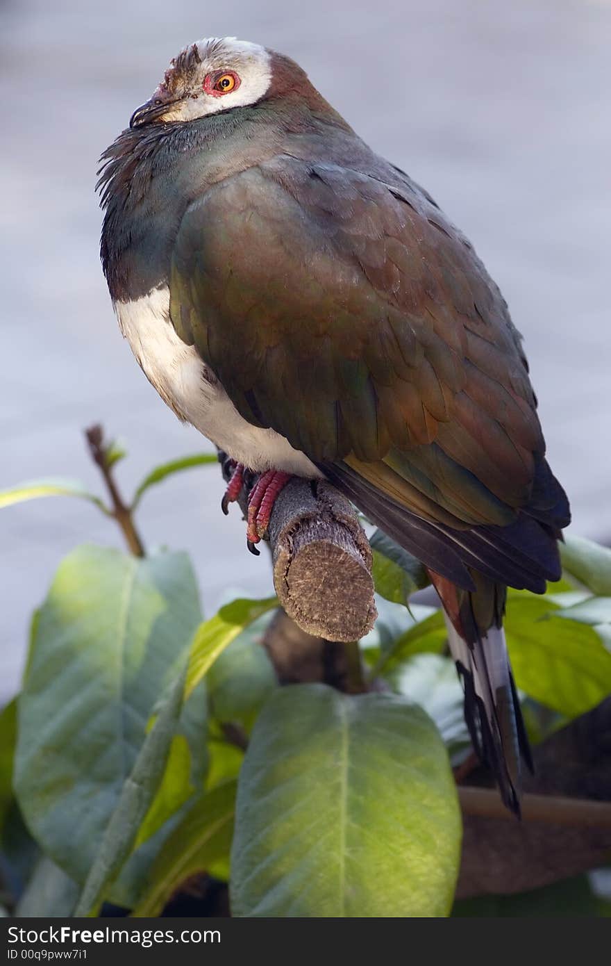 An exotic bird from the San Diego Zoo. An exotic bird from the San Diego Zoo.