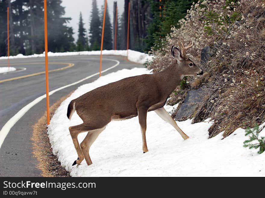 Mountain Elk