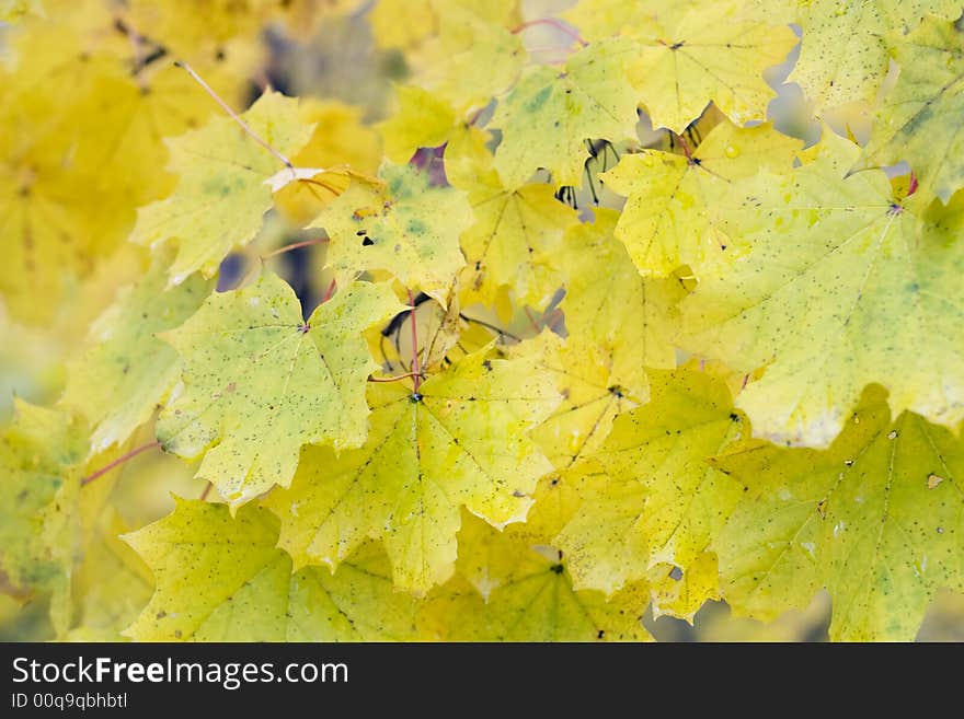 Beautiful closeup of leaves after a rain in the fall. Beautiful closeup of leaves after a rain in the fall.