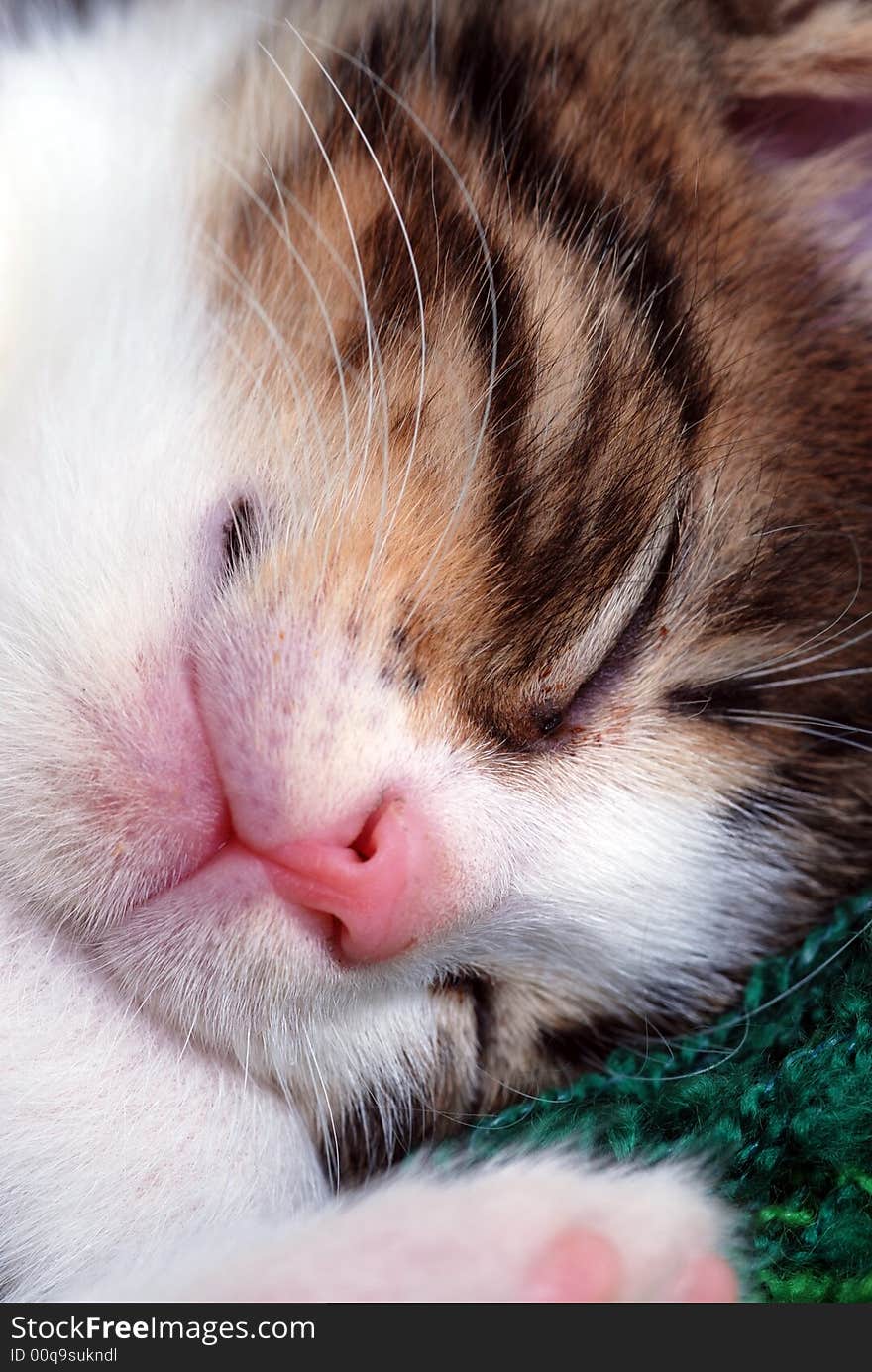 Face Of A Sleeping Kitten