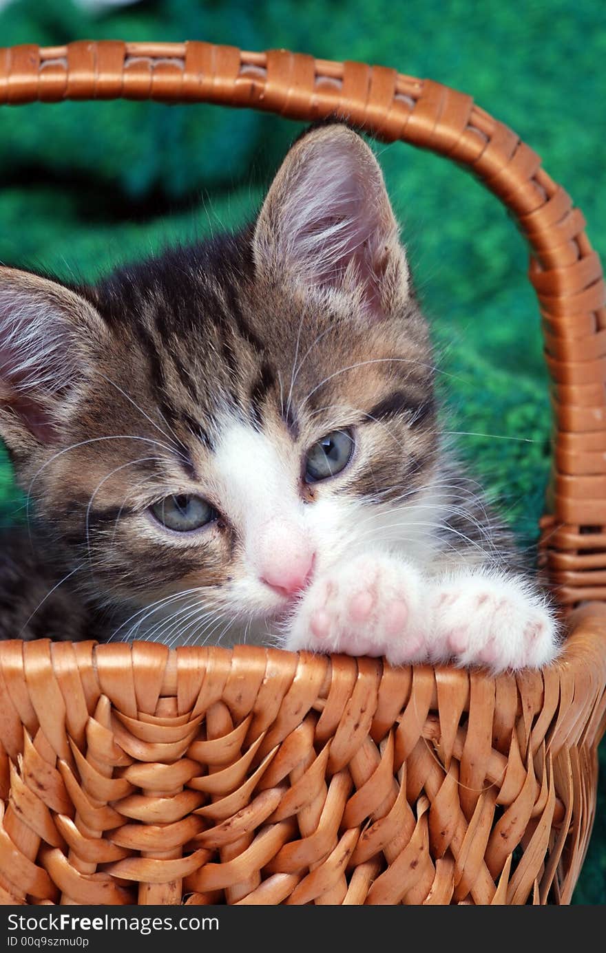 Kitten sitting in a small basket. Kitten sitting in a small basket