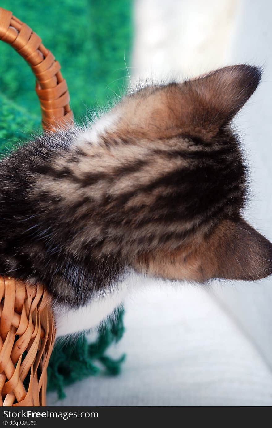 Kitten leaning out of small basket