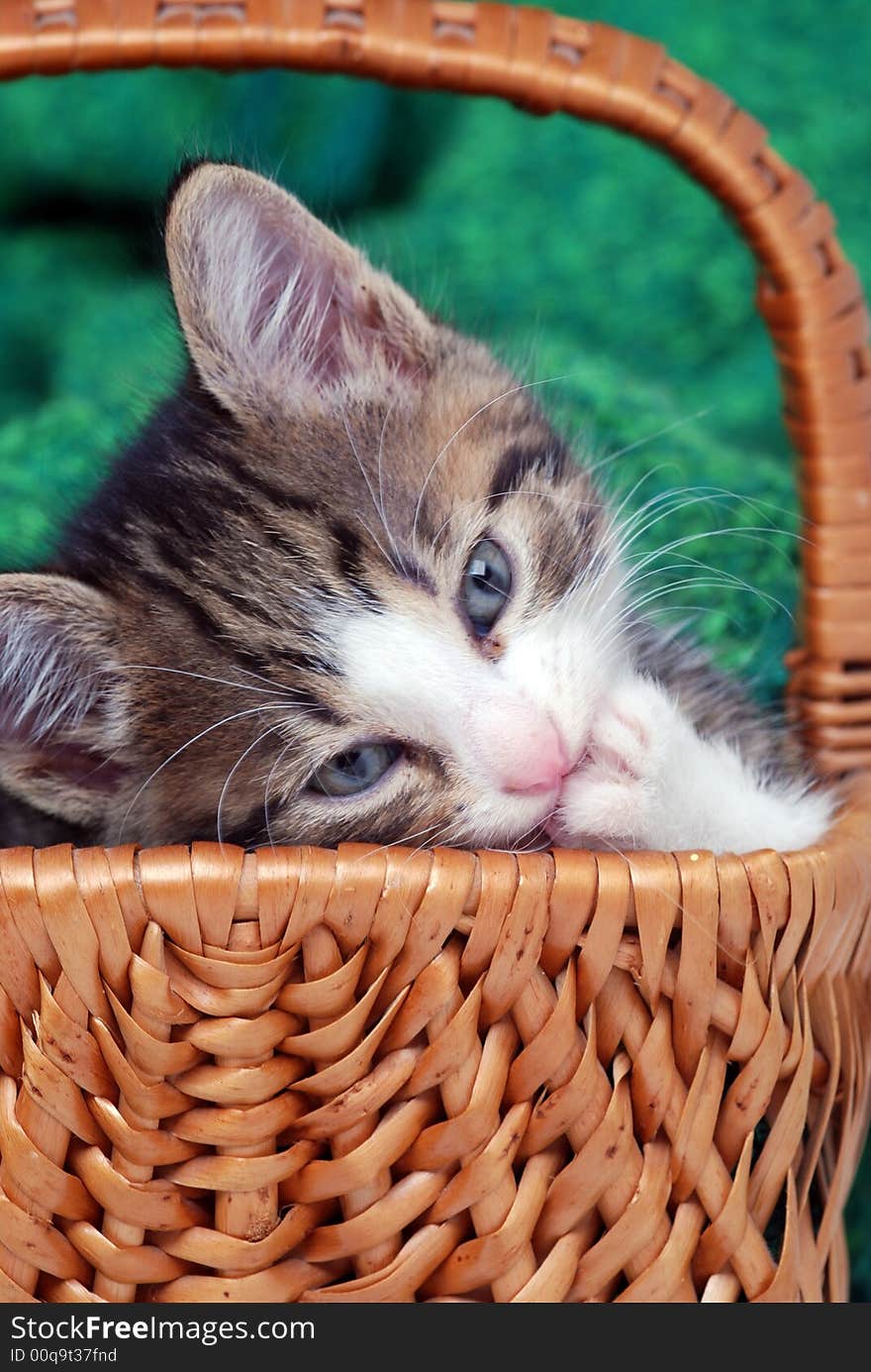 Kitten sitting in a small basket chewing fingernail. Kitten sitting in a small basket chewing fingernail