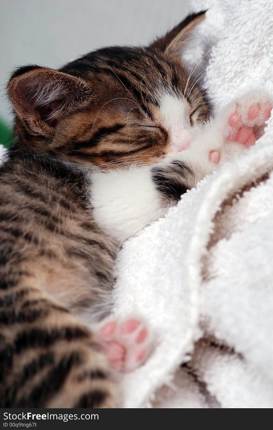 Kitten sleeping