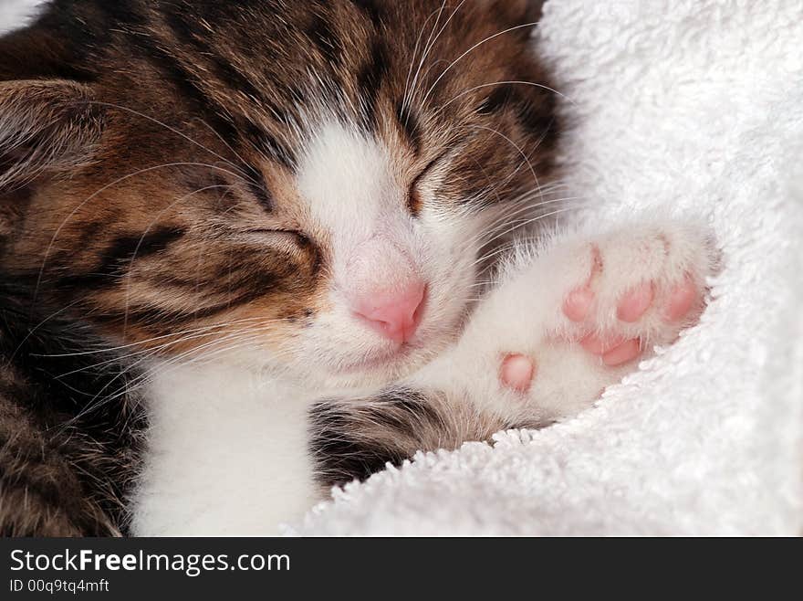 Kitten sleeping - close up