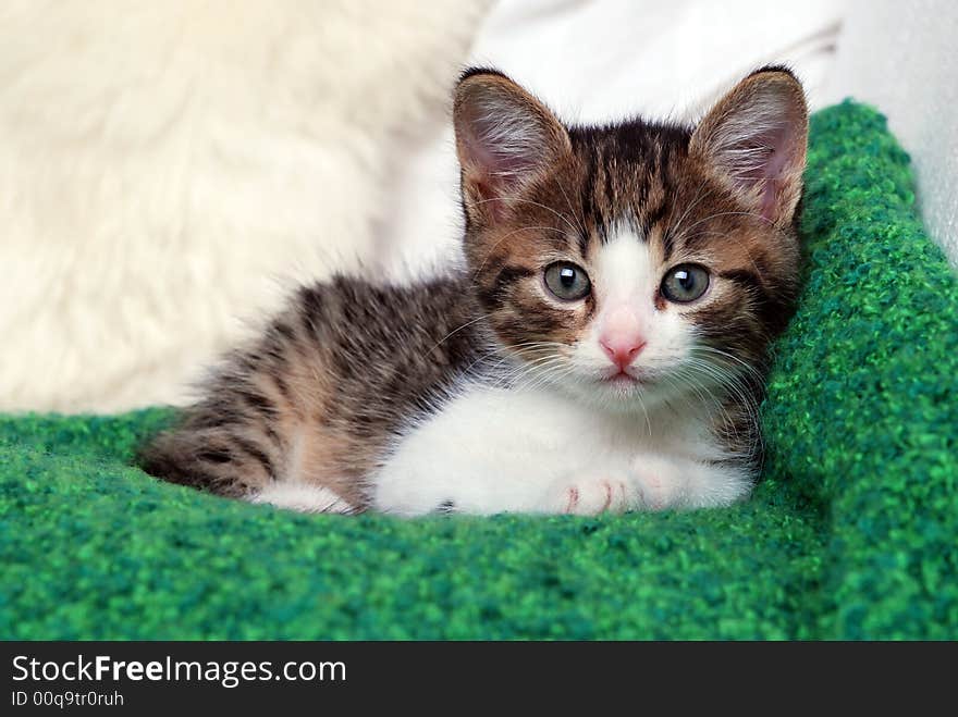 Sweet little kitten on green blanket. Sweet little kitten on green blanket