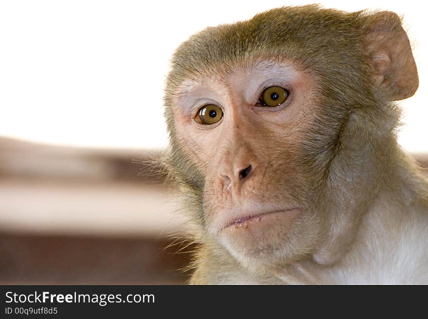 Close Up Of A Monkey