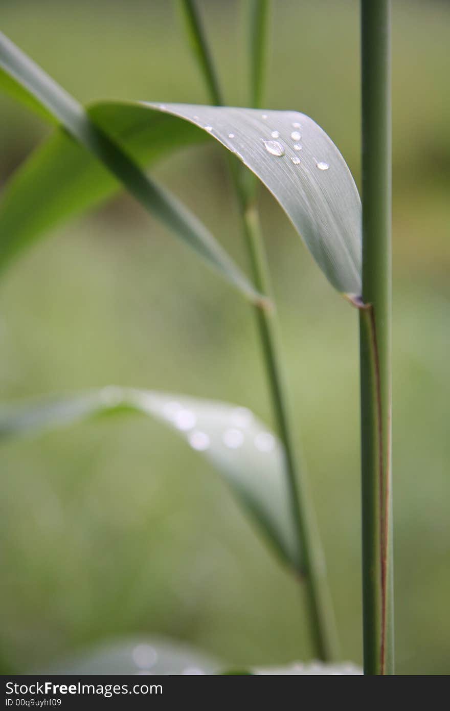 Rain drops on a green grass. Rain drops on a green grass