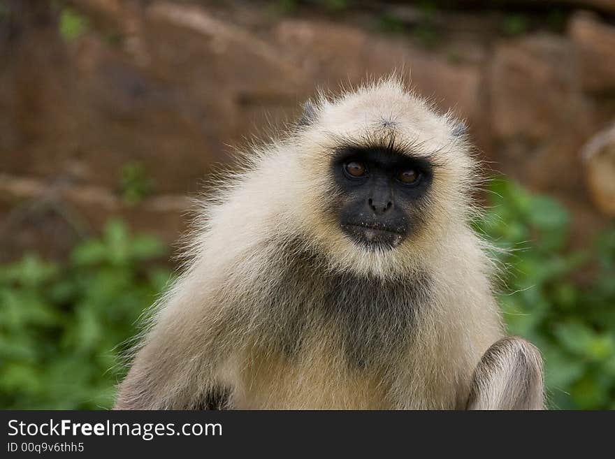 Sacred monkey in indian temple. Sacred monkey in indian temple