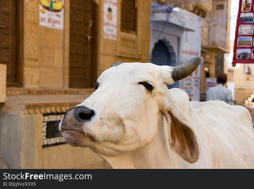 Indian Cow In The Rajhastan Tour