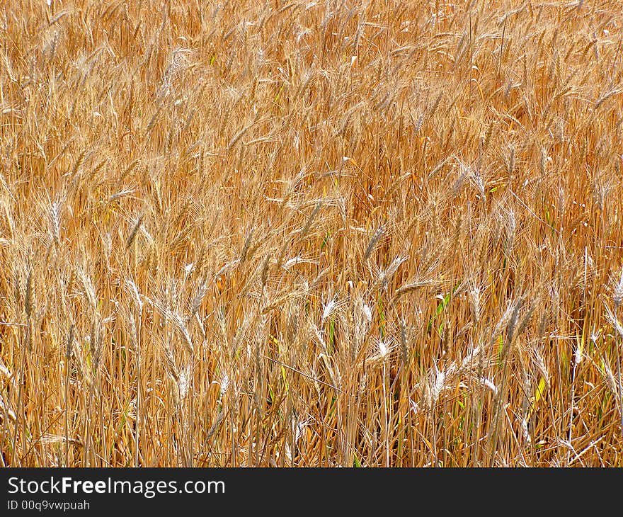 Golden Ears of Unmown Wheat on the Field. Golden Ears of Unmown Wheat on the Field