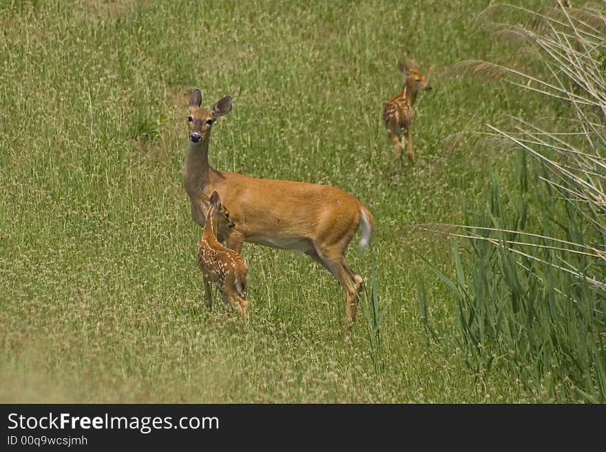 A female deer is alert of any danger while the fawns follow her. A female deer is alert of any danger while the fawns follow her