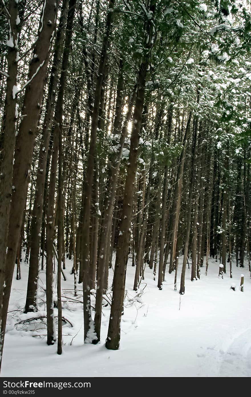 Late afternoon sunlight filters through cedar plantation and illuminates snow on forest floor in Simcoe County, Ontario. Late afternoon sunlight filters through cedar plantation and illuminates snow on forest floor in Simcoe County, Ontario