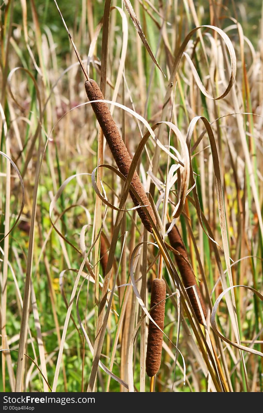 Cattail plants growing in Western New York. Cattail plants growing in Western New York