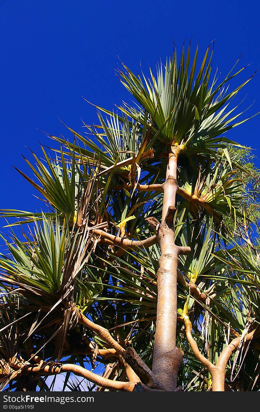 Strong tropical palm tree against sky background