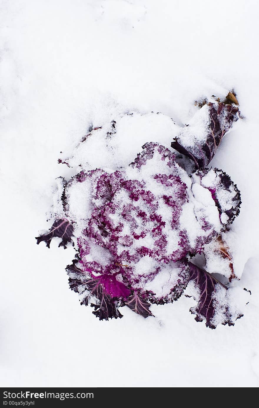 Its color is purple , shape is similar cabbage , is actualty a kind of flower . Its color is purple , shape is similar cabbage , is actualty a kind of flower .