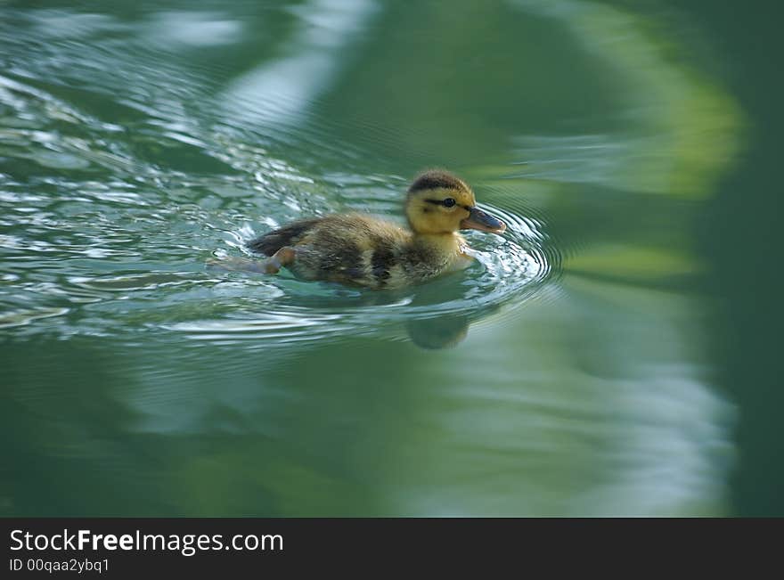 Duckie looking for mom