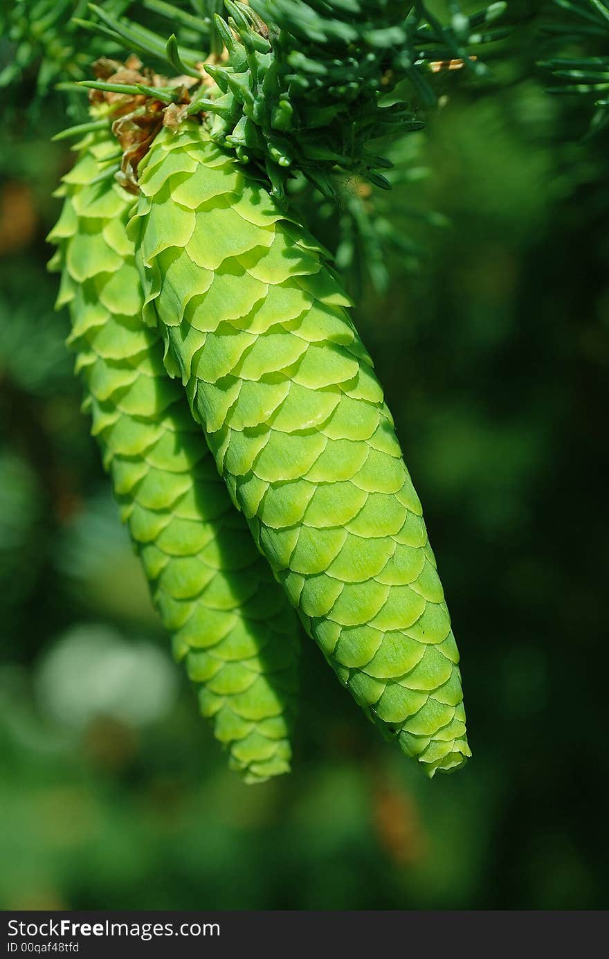 Green cones