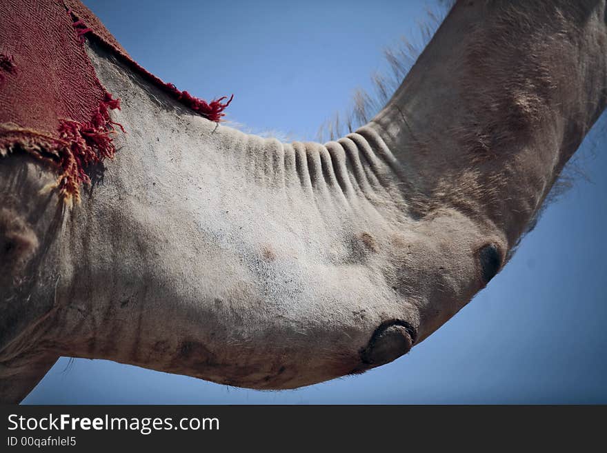 A picture of a close up on a camel's neck