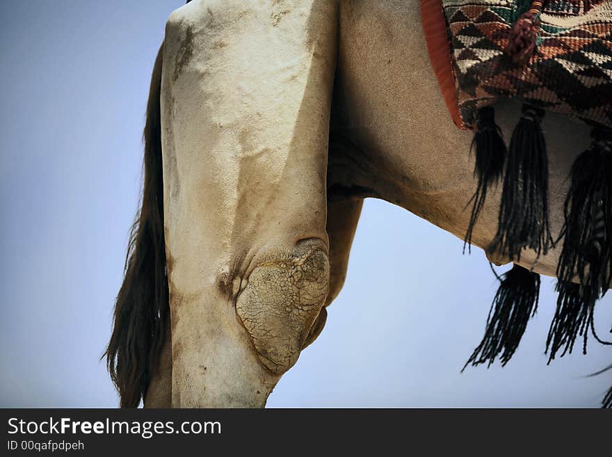 Detailed close up of a Camels legs and back