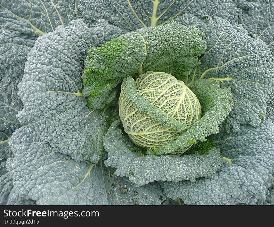 Cabbage in the field - short before harvesting