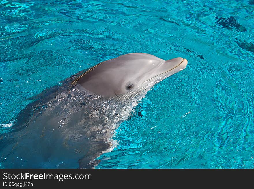 Cut dolphin smiling in Las Vegas