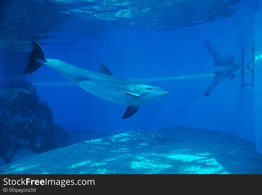 Two dolphins in fish tank, Las Vegas