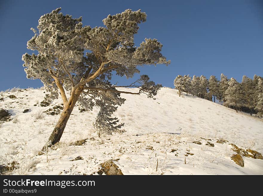 A lonely tree in snow on a rock. A lonely tree in snow on a rock.