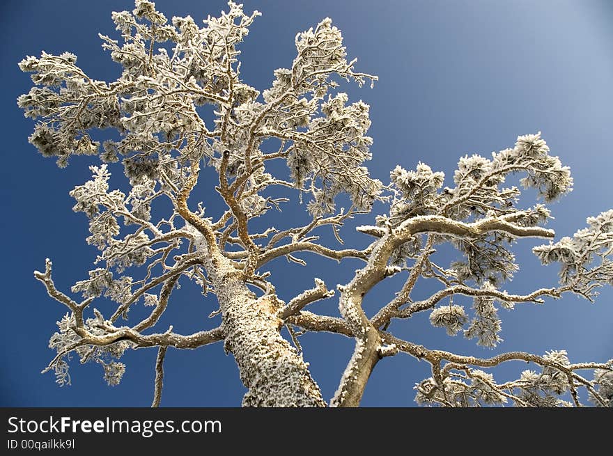 On a background of the light-blue sky a tree in snow. On a background of the light-blue sky a tree in snow.