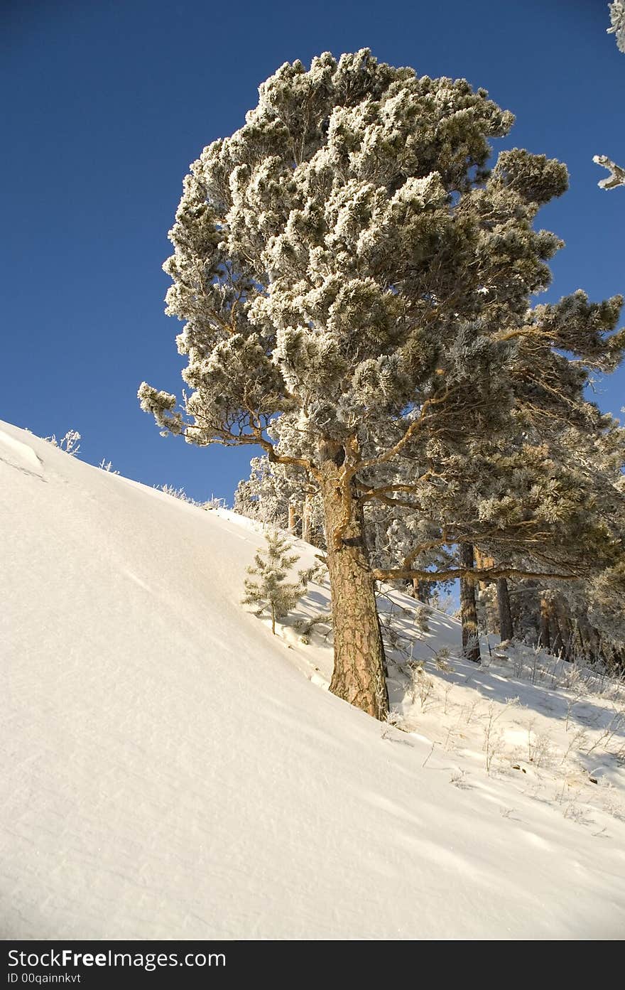 Slope of a mountain. A tree in snow on a background of the light-blue sky. Slope of a mountain. A tree in snow on a background of the light-blue sky.