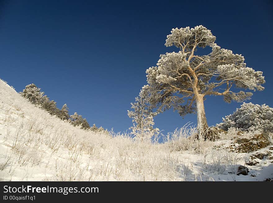 Snowy winter tree.