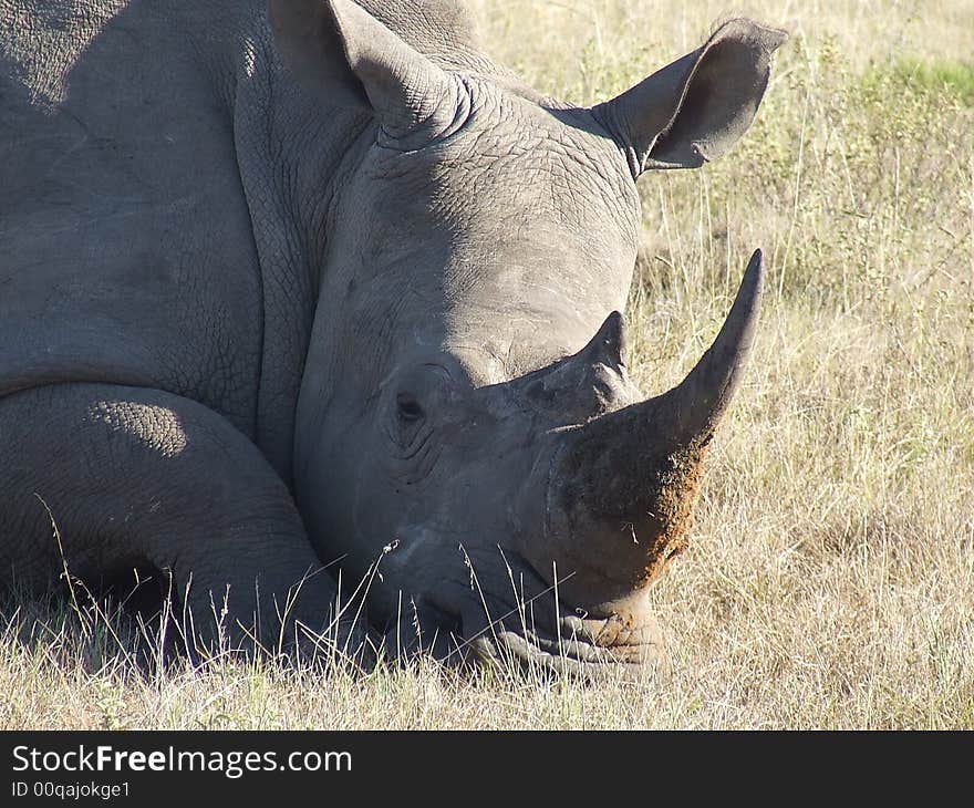 This female rhino was soundly resting in the warmth of the day, she was pregnant so its understandable she needs rest