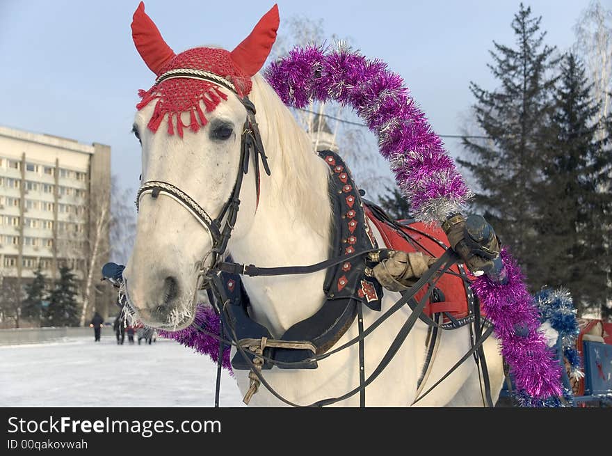 Winter. A holiday. The white horse in a costume. Winter. A holiday. The white horse in a costume.