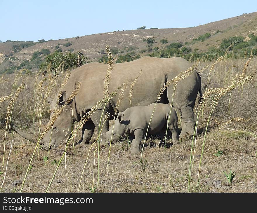 Rhino And Calf