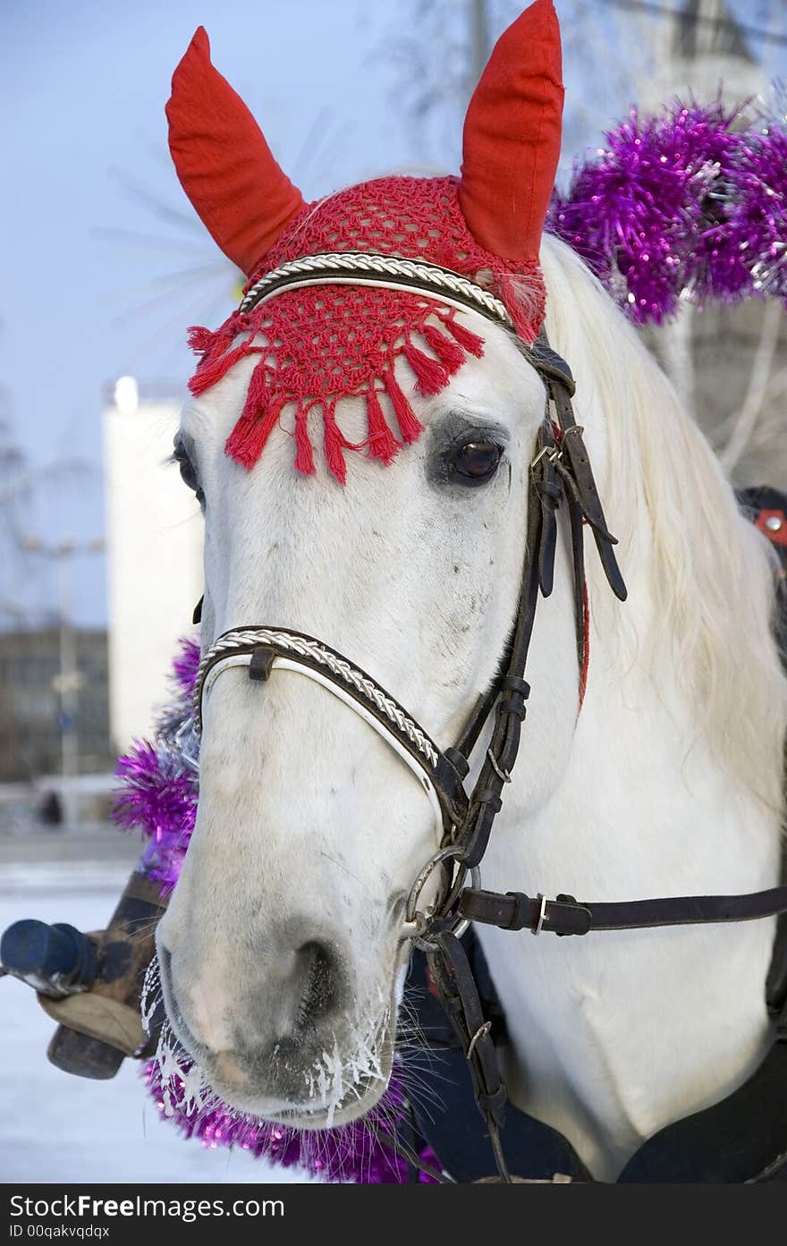 Winter. A holiday. The white horse in a costume. Winter. A holiday. The white horse in a costume.