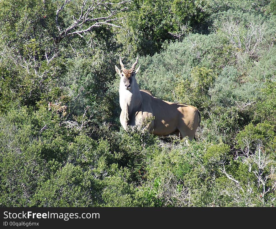 This eland was all alone and the sorrounding bush provided good background for a photo