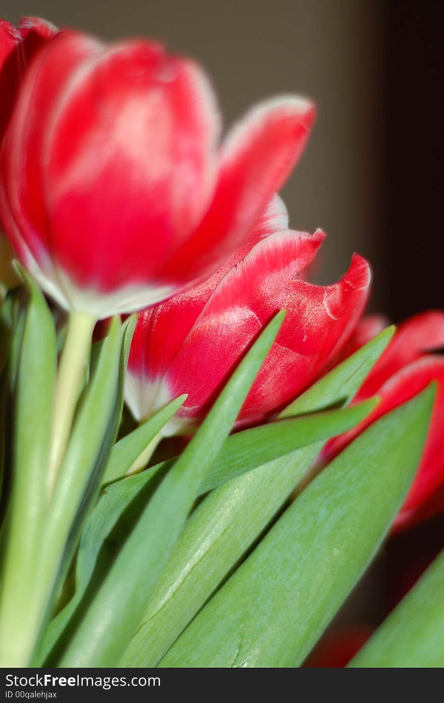 Three red tulips Trois tulipes rouges