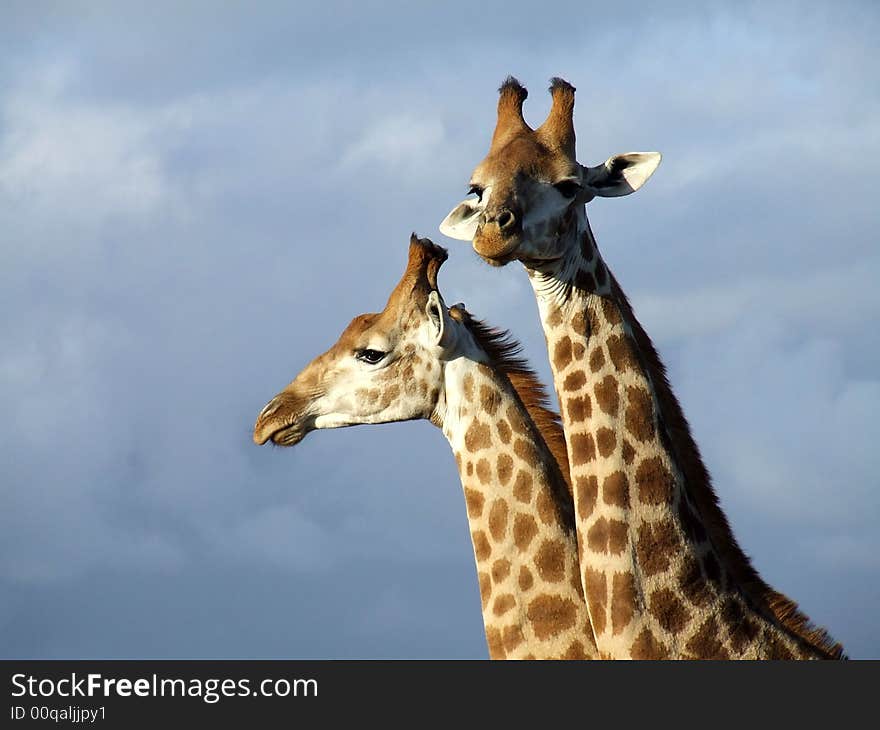 These two males decided to have a small fighting contest, and this photo was taken during a break from the neck-tossing. These two males decided to have a small fighting contest, and this photo was taken during a break from the neck-tossing