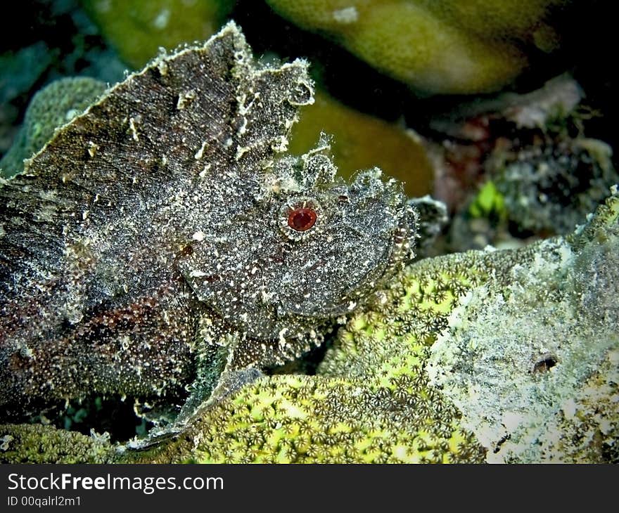 A black variation of leaf scorpionfish (Taenianotus triacanthus) with a red eye!