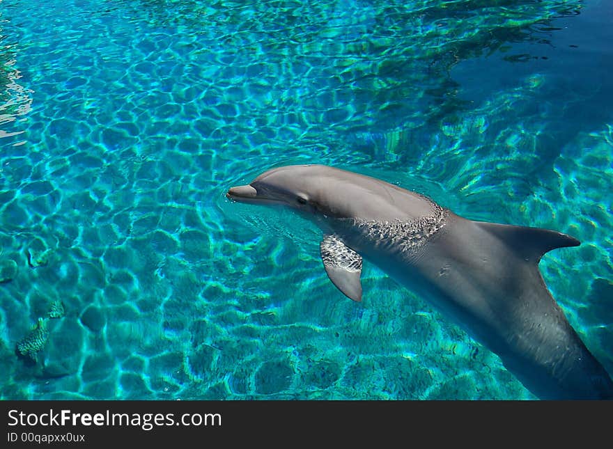 Cute dolphin in fish tank, Las Vegas